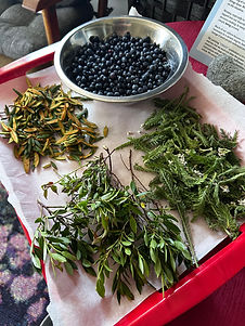 berries,lab tea, yarrow.jpg