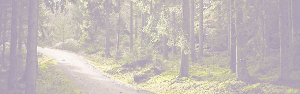 Woodland Path_edited_edited.jpg
