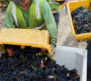 Cab Hand Pick_2_(c)WenteVineyards.jpg