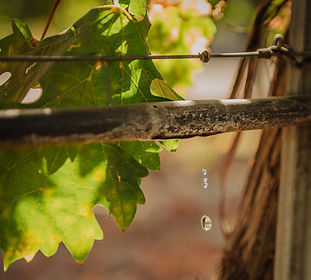 DripIrr_SJWC_Madera_(c)CaliforniaWineIns