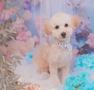 トイプードルの写真