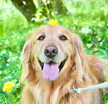 犬の写真