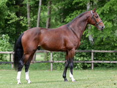 OVINIO KWPN goedgekeurd