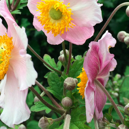 Glorious Gardens - Reasons to Love Devon Series.
