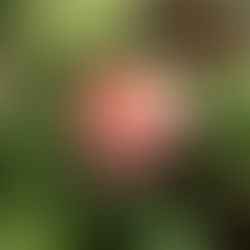 A Charming English Garden Rose