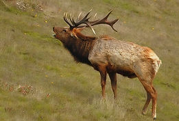 2007-Tule-elk-rut.jpg