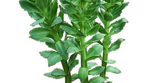 La rhodiola ou rhodiola rosea