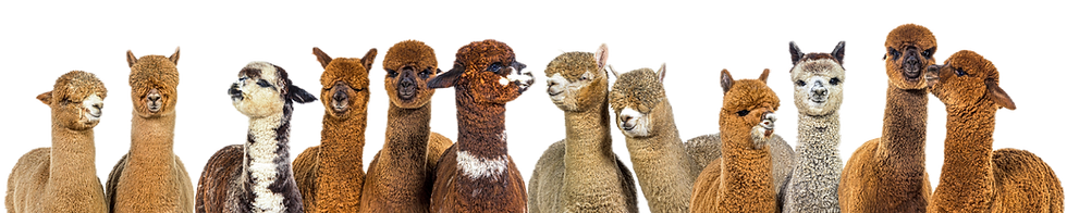 AlpacaLargePhoto_edited.png
