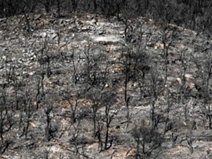 Un territori unit davant el foc