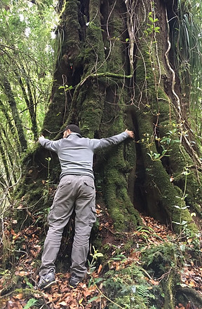 bosque, Camping, Trekking, Hostal B&B, Valle de Cochamó, inicio del sendero a La Junta, alojamiento, hospedaje