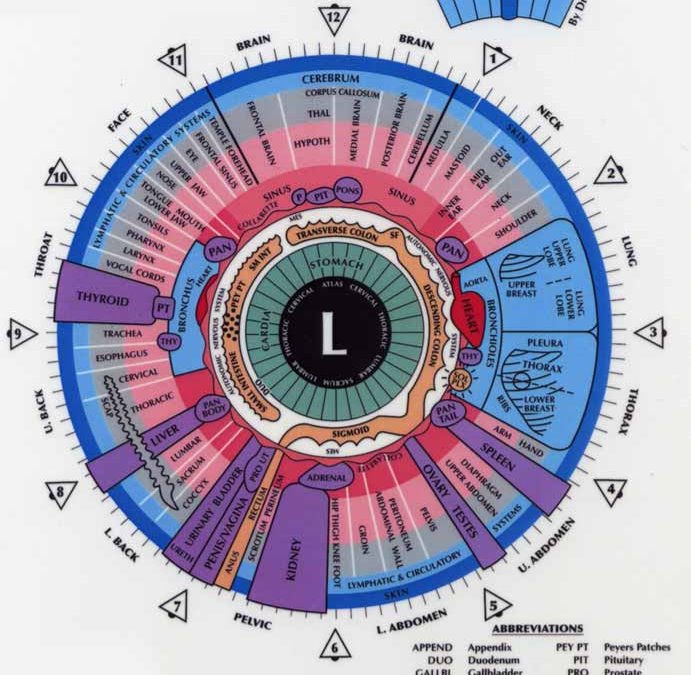 Left_IridologyChart_lrg_edited