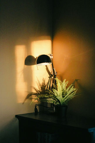Soft sunlight through a window with plants, evoking calm and safety.