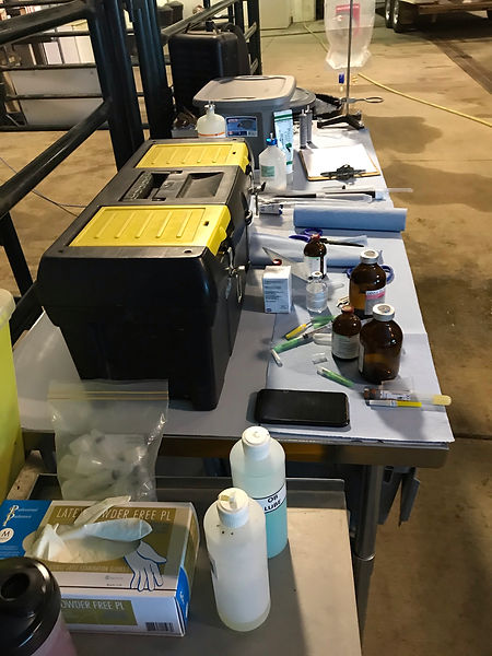 In-Clinic procedures at Prime Line Miniature Cattle Company