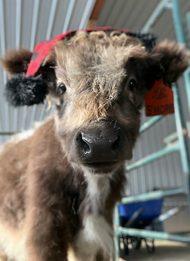 S'More Christmas bull calf at Prime Line Minis