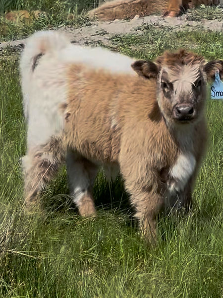S'more Bull Calf at Prime Line Minis