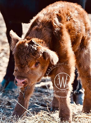 cranberry3 - Copy.jpg