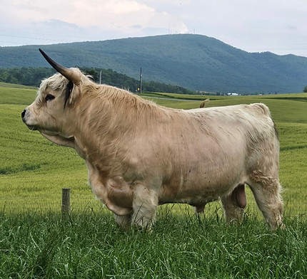 Maximus semen to be used at Prime Line Miniature Cattle Company