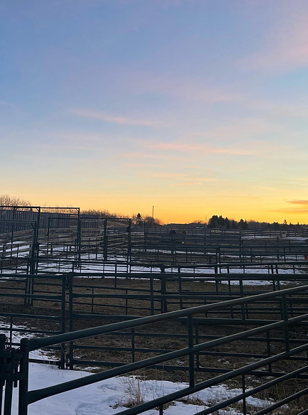 Cattle holding pens at Prime Line Minis