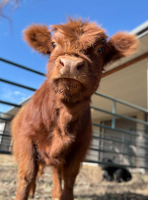Cranberry future herd dam at Prime Line Minis