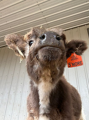 S'more arrival day at Prime Line Minis