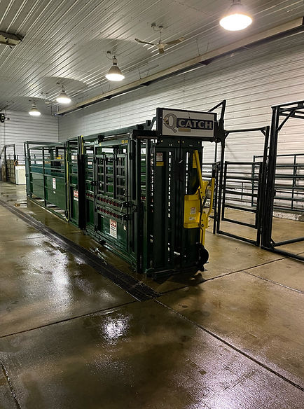 Chuteside at Prime Line Miniature Cattle Company