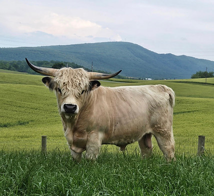 Maximus semen used to Artificially Inseminate Ash