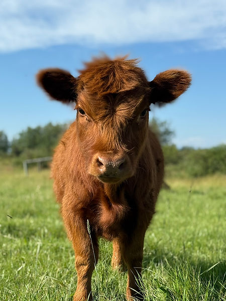 Cranberry heifer enjoying summer pasture at Prime Line Miniature Cattle Companu