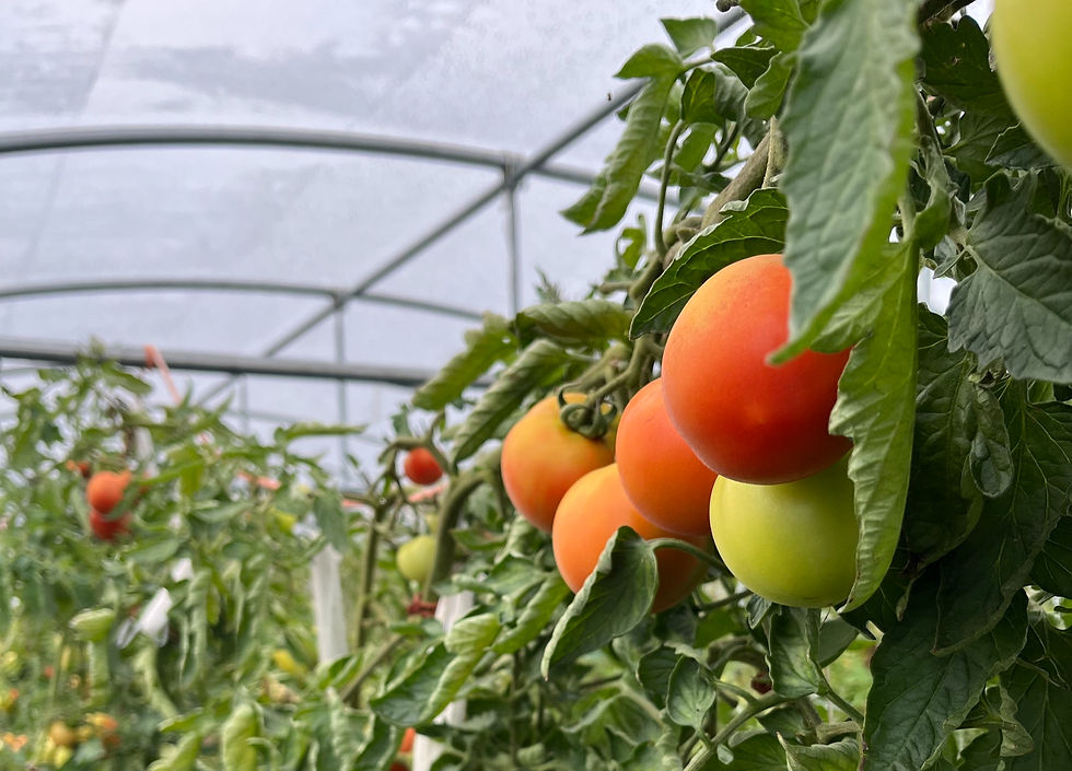 Svårt att tro att det är mitten av oktober när man tittar på tomatplantorna