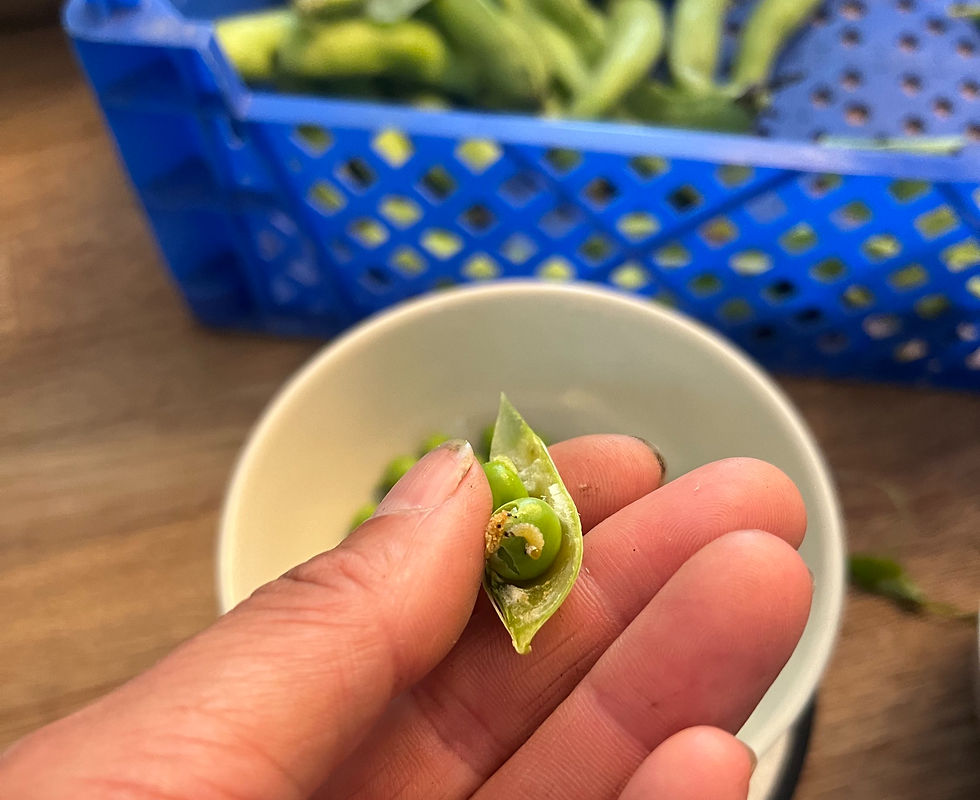 Larv av ärtvecklare i märgärt