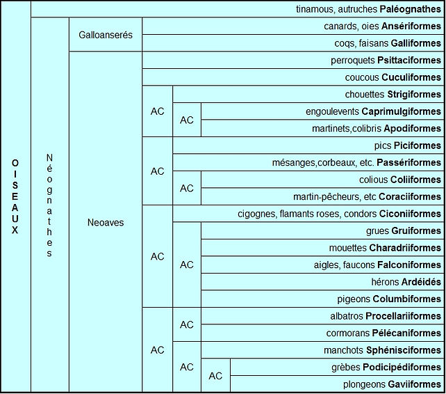 Diapsides OISEAUX | les-metazoaires
