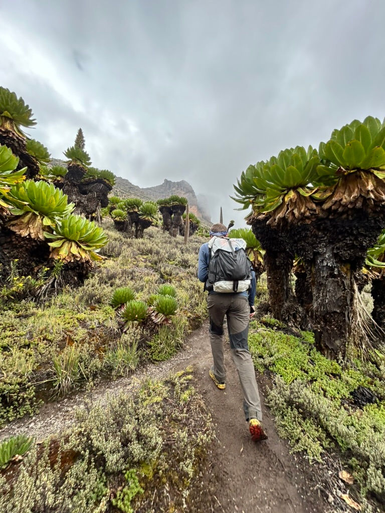 Derek hiking after lunch, surrounded by Giant Groundsels (Dendrosenecio species). I thought they were so cool and felt Alice-in-Wonderland-esque (could also have been the wild mushrooms I kept eating).