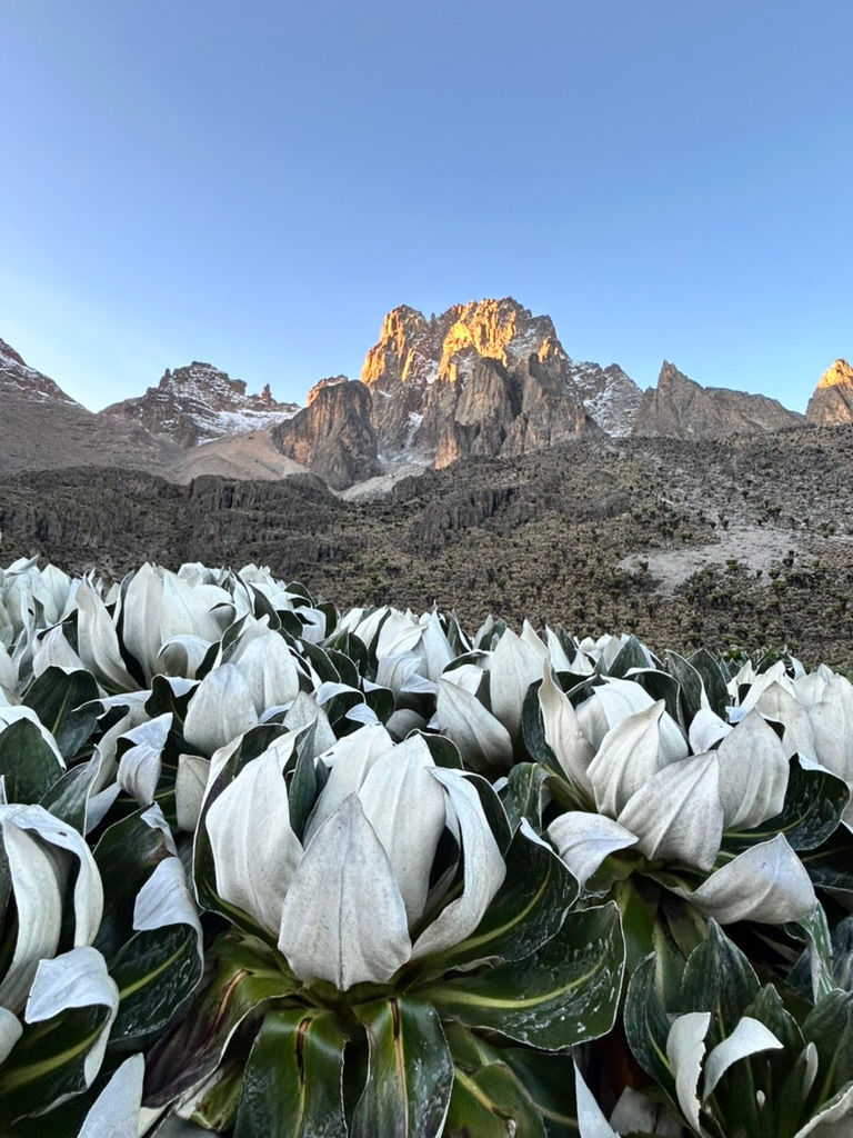 A large Giant Lobelia plant with Mt Kenya in the background.