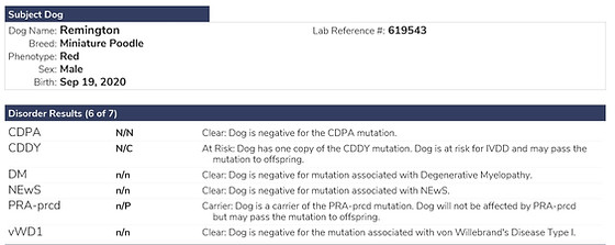 Remi Health Report_Page_1.jpg