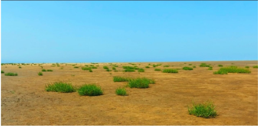 Hoylake Beach Community - spartina growing rapidly on Hoylake Beach
