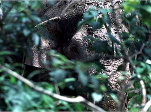 Wild Sumatran elephant