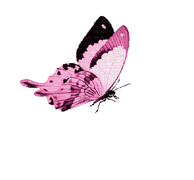 photofunky.gif