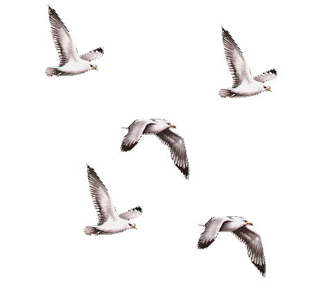 15d1874c68581a9112b25027cbe39a81.gif