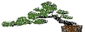 Illustration of cascade style bonsai tree