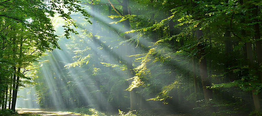 Beneath the towering trees, a stunning scene is revealed as the dawn light makes its way t