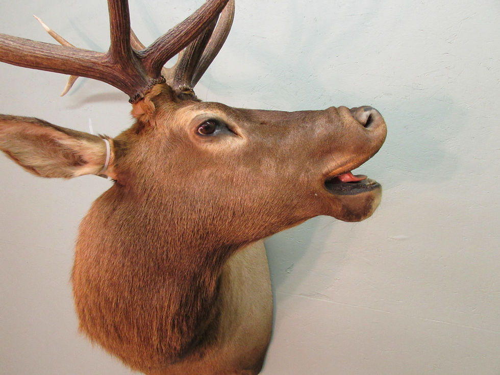 Thumbnail: ROCKY MOUNTAIN ELK SHOULDER MOUNT