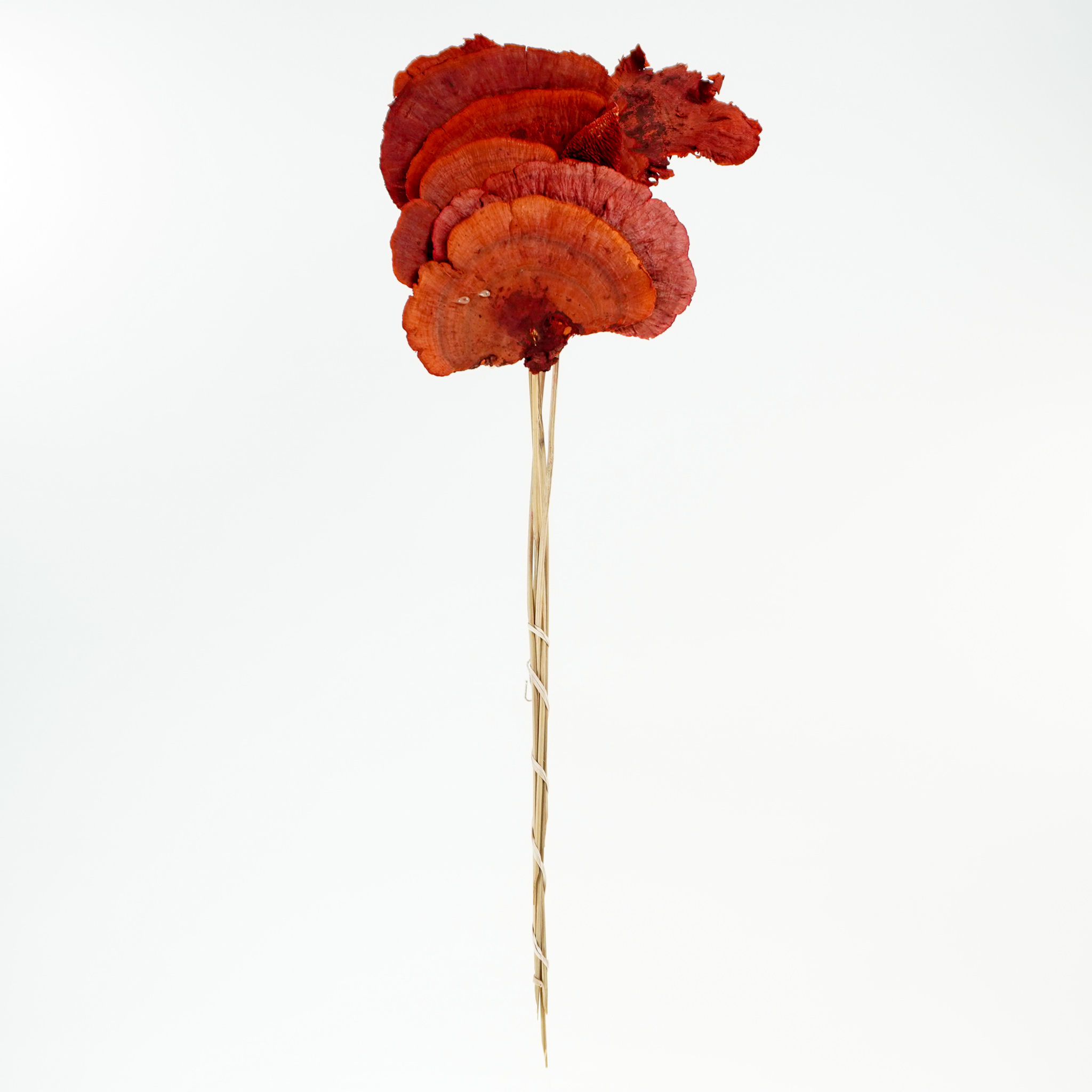 SPONGE MUSHROOM STEM PIMENTO 26IN