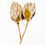 Miniatura: PROTEA BRUSH KING STEM 14IN