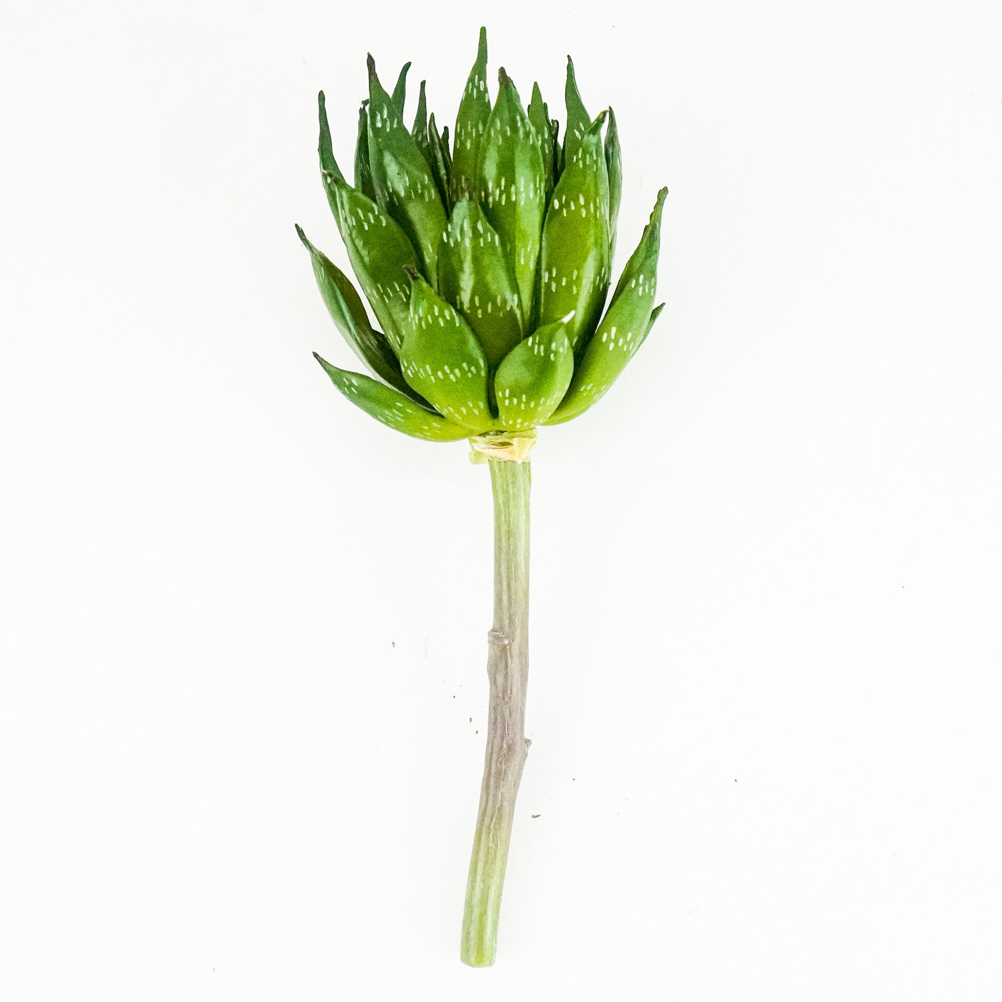 SUCCULENT GREEN 10IN