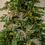 Thumbnail: GLITTER BURST GARLAND 6FT PLATINUM
