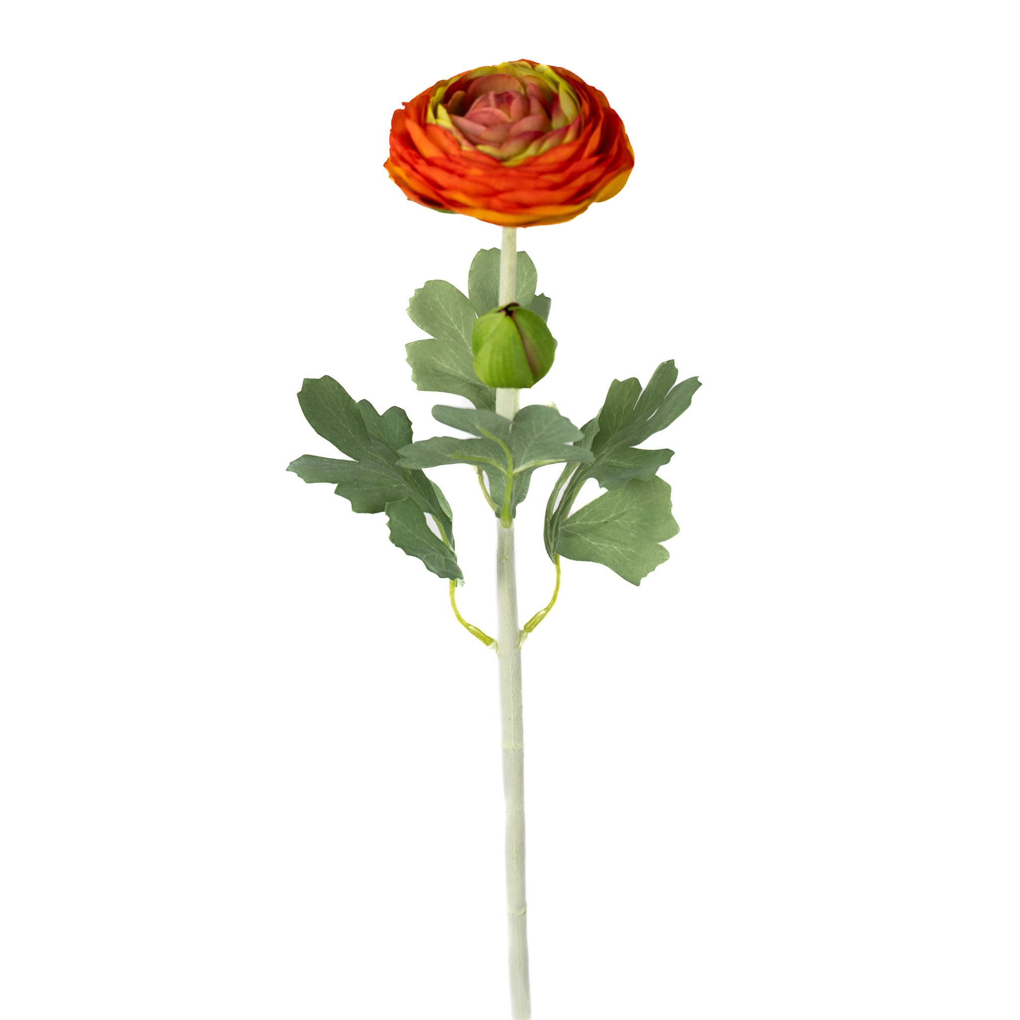 GARDEN RANUNCULUS 20" ORANGE