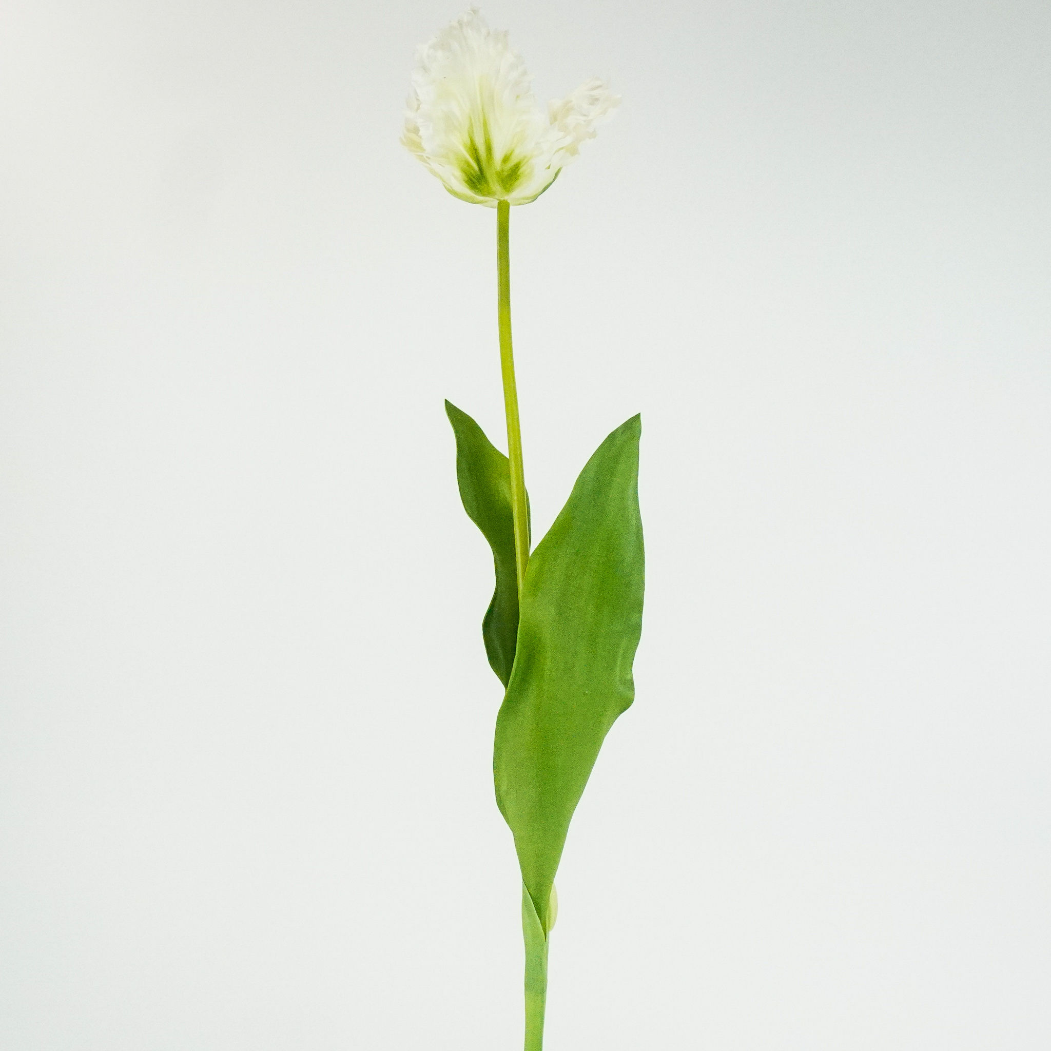 TULIP PARROT 27.5IN (2 COLORS)