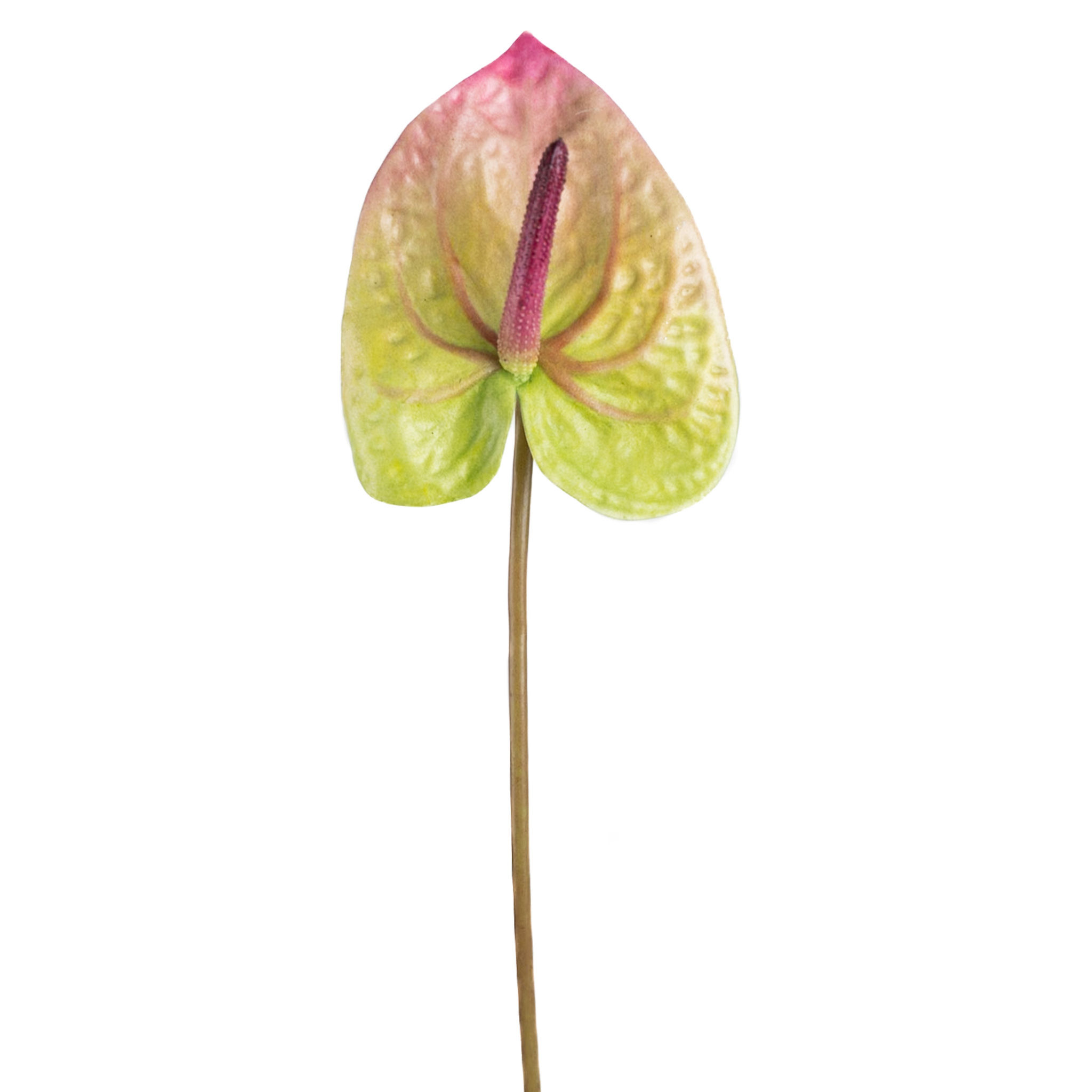 PAINTERS PALETTE ANTHURIUM 22" MAUVE AND GREEN