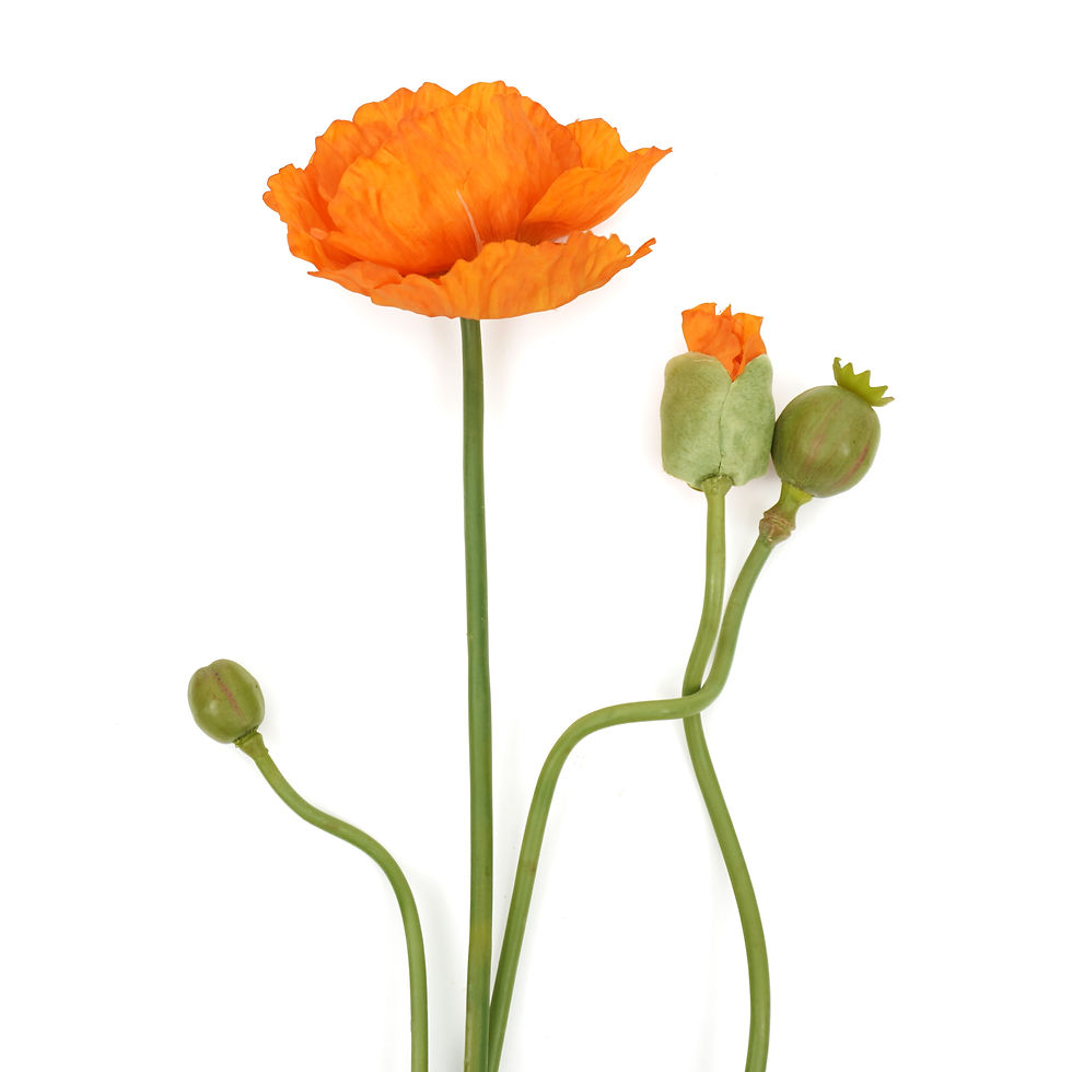 Miniatura: POPPY BUDS WITH MEDIUM  34IN (3 COLORS)