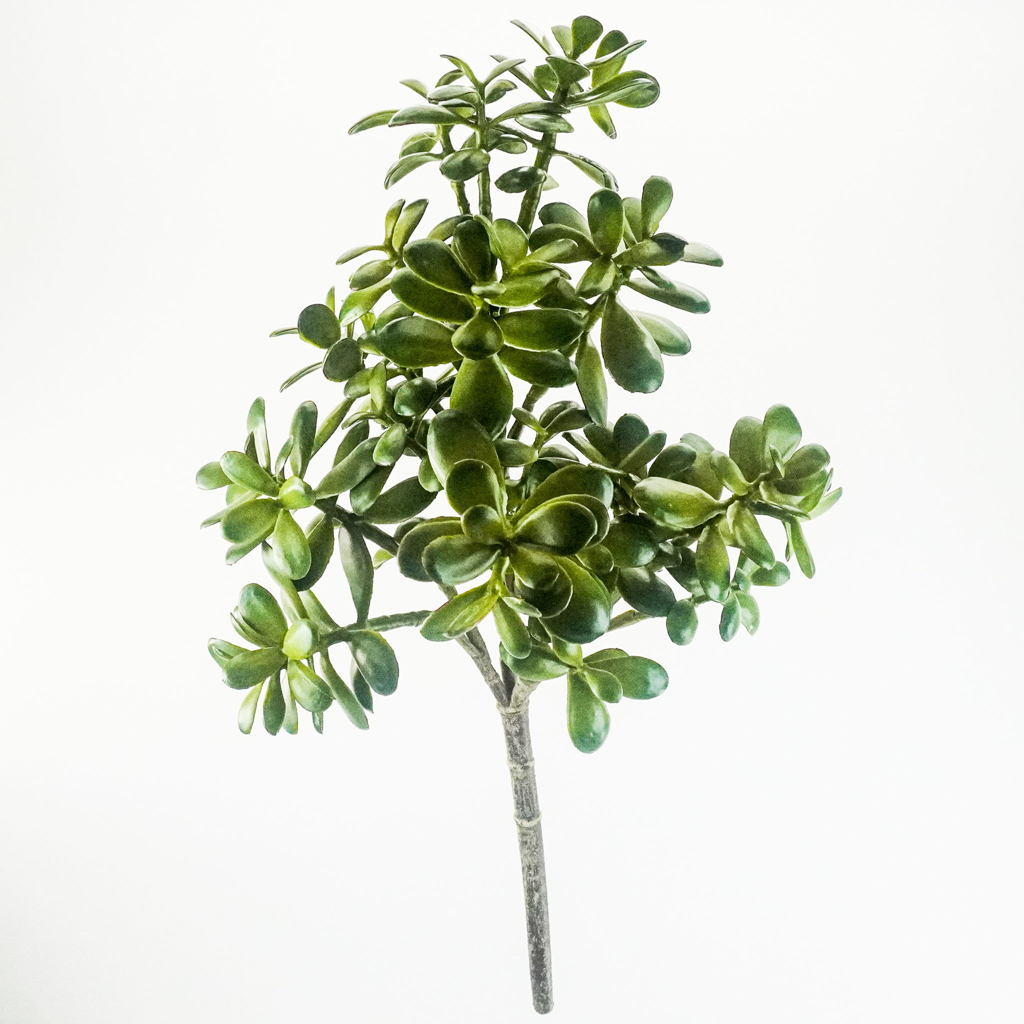 JADE SUCCULENT 24IN GREEN