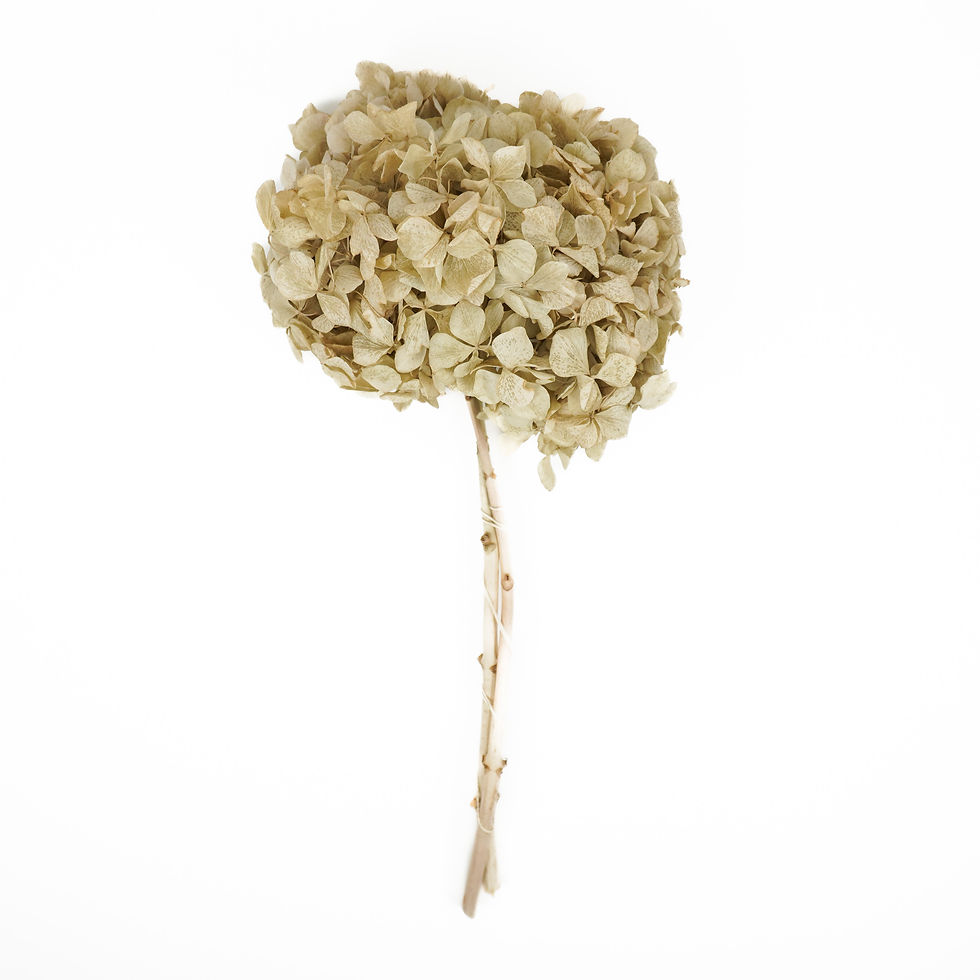 Thumbnail: HYDRANGEA STEM WITH 18IN (4 COLORS)
